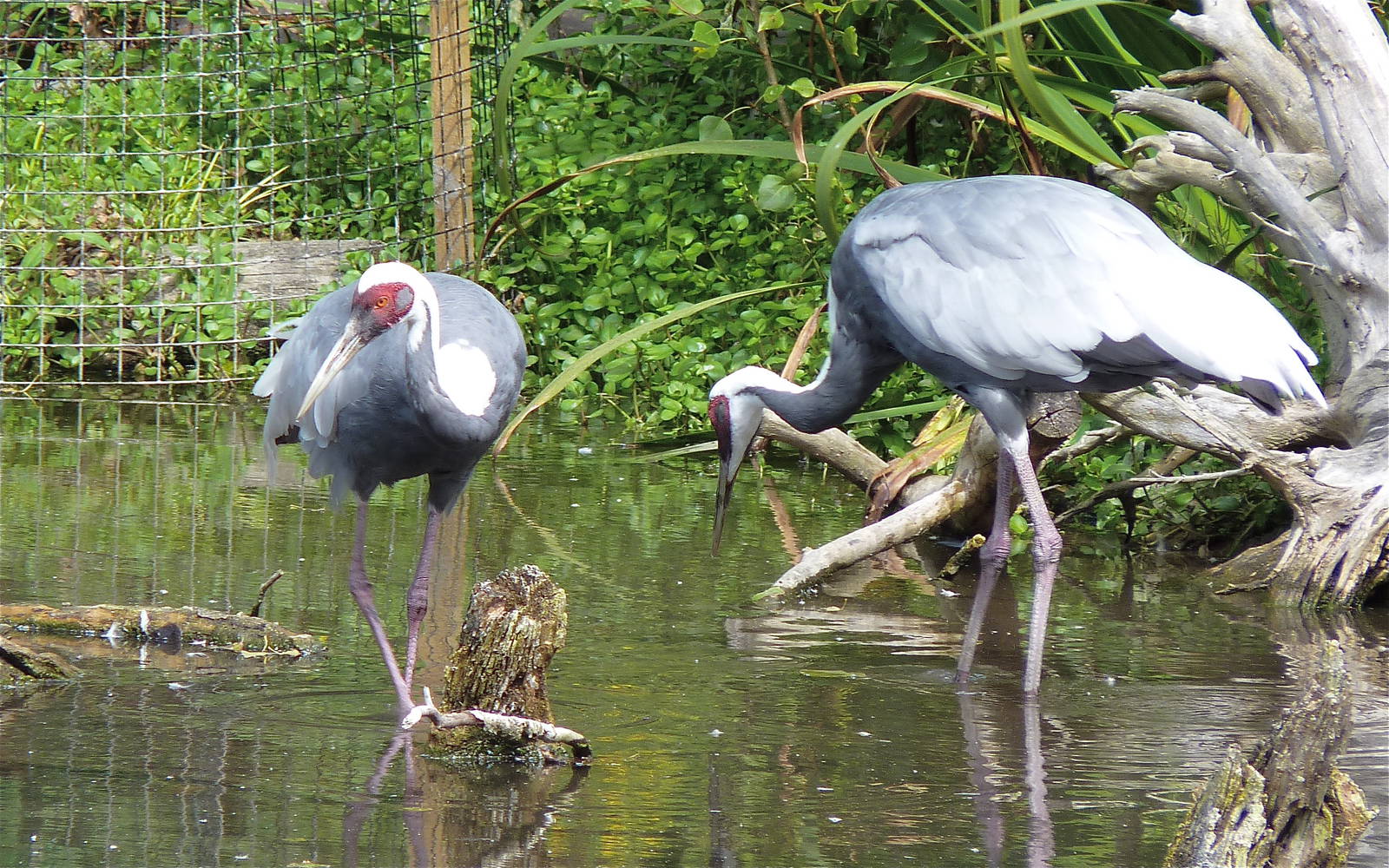 White-Naped Cranes