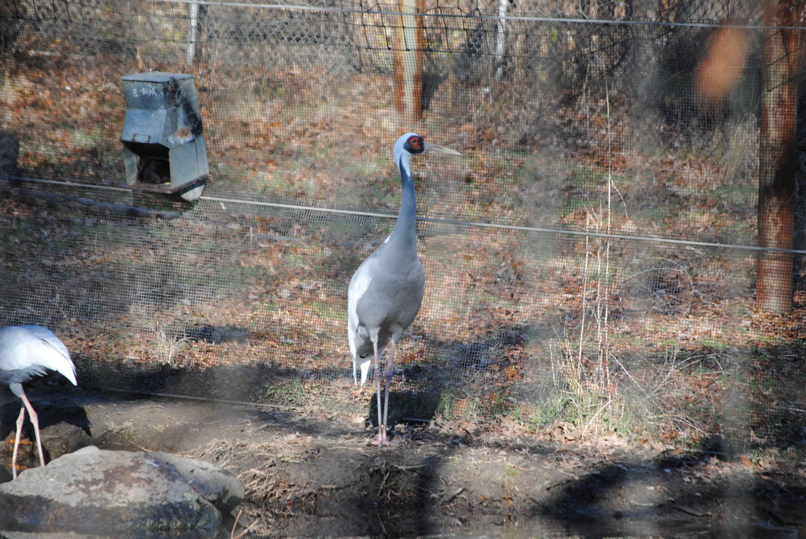 White-Naped Cranes