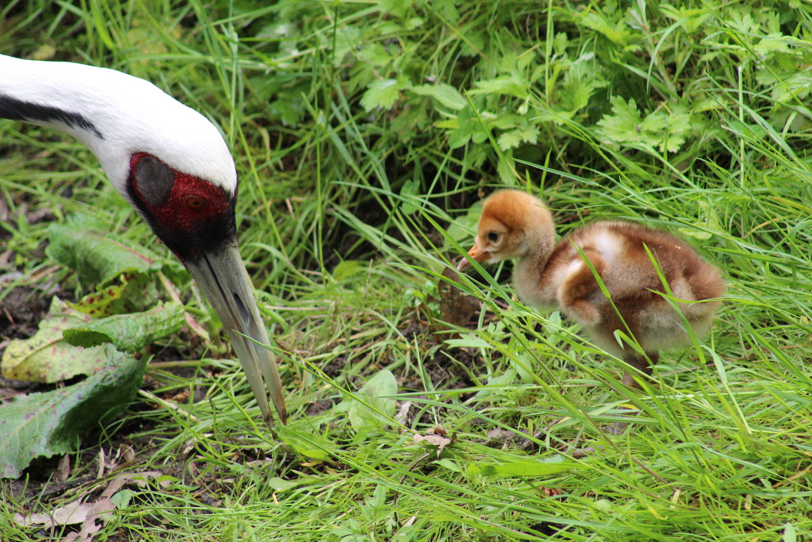 White-Naped Cranes