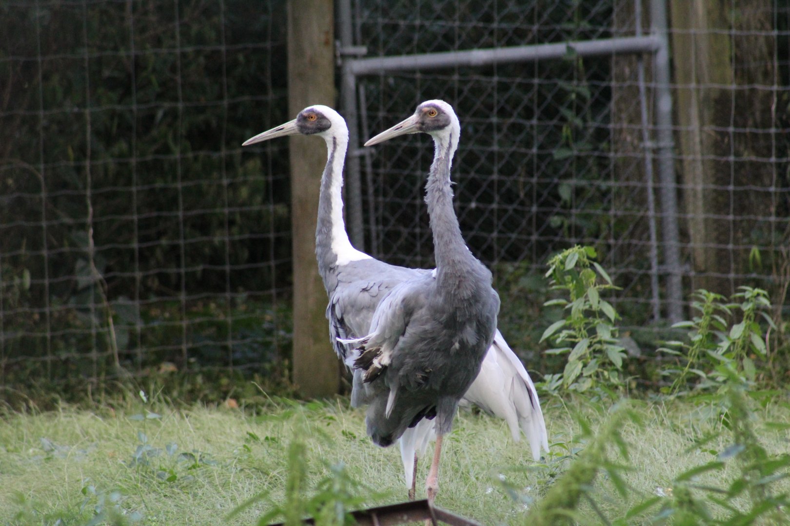 White-Naped Cranes
