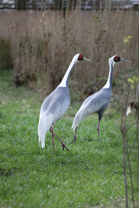 white naped cranes