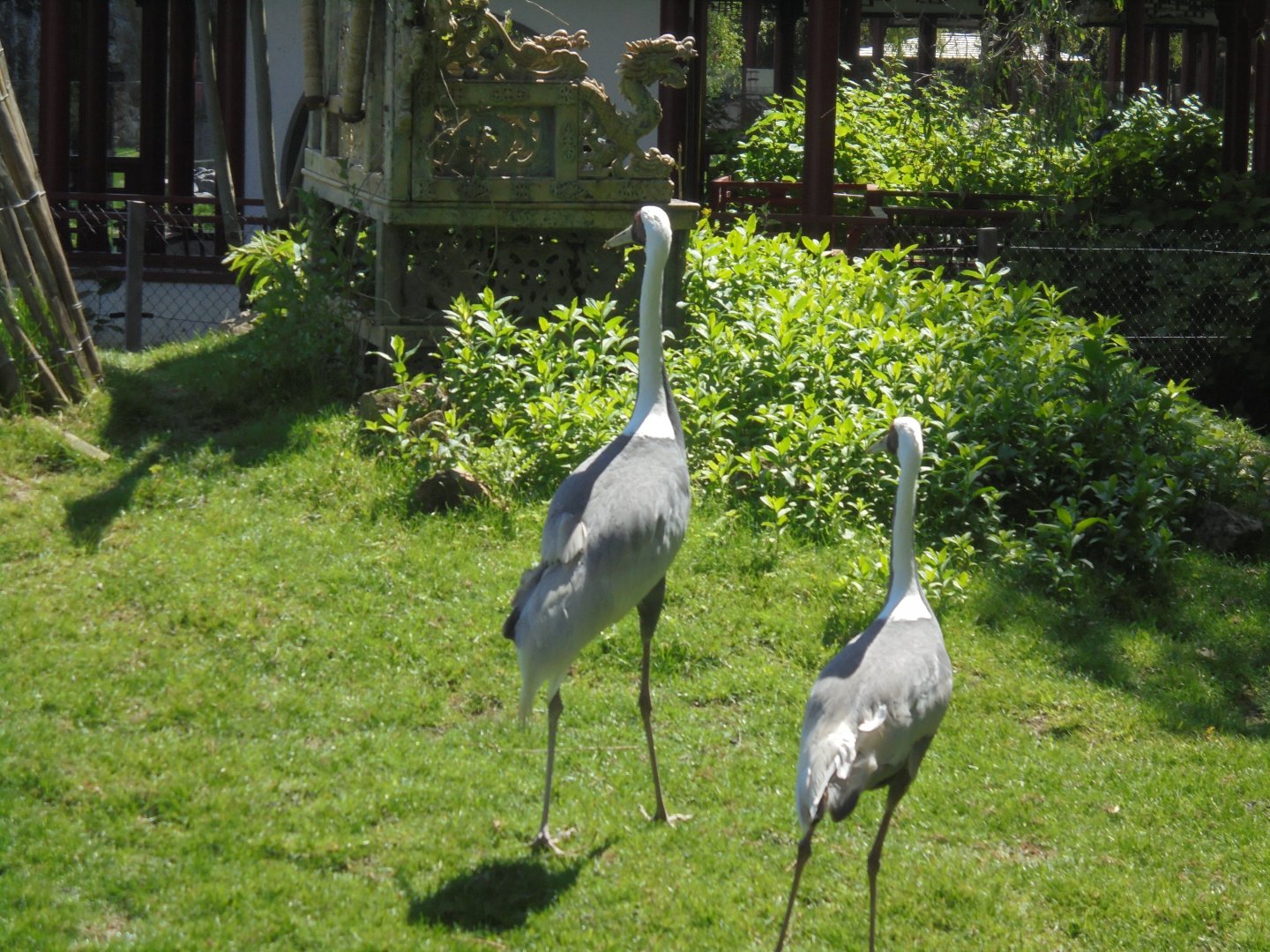 White-naped Cranes.
