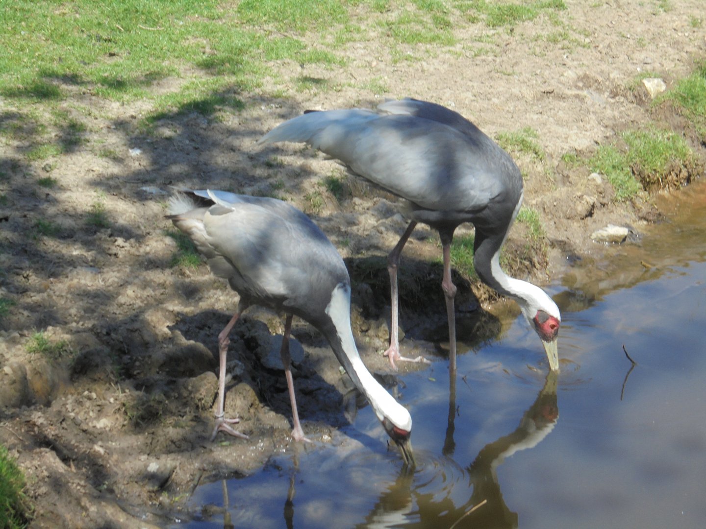 White-naped cranes