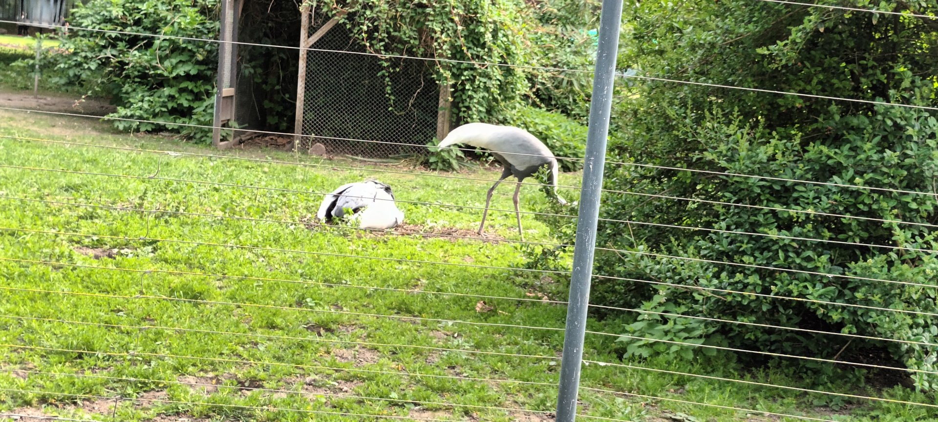 White naped Cranes