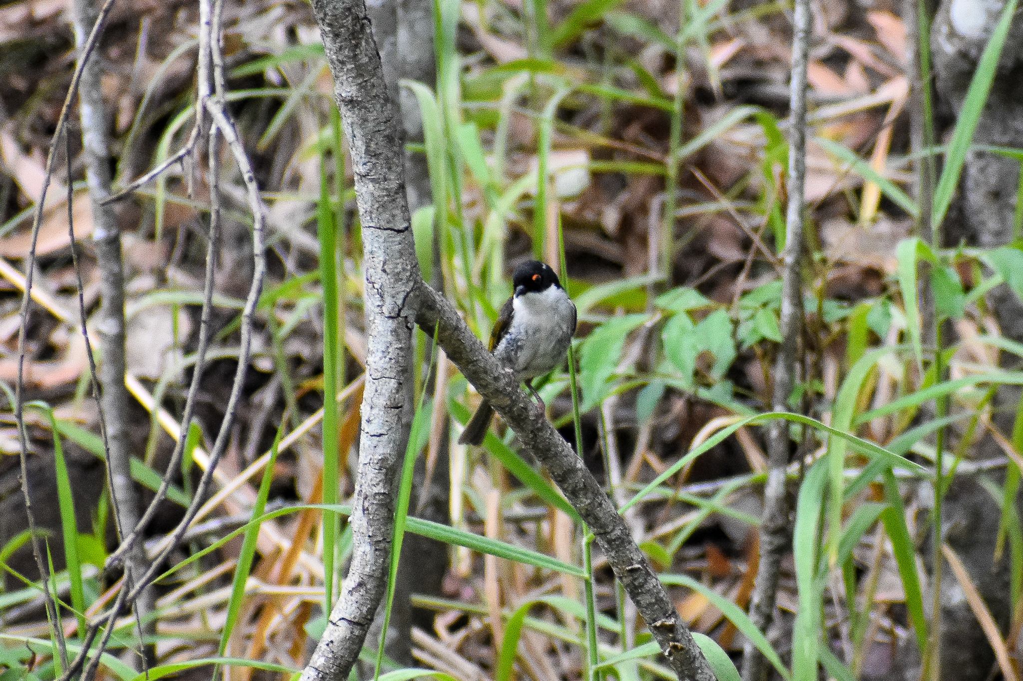 White-naped Honeyeater (Melithreptus lunatus)