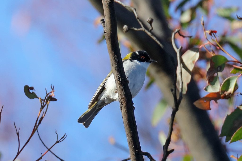White-naped Honeyeater