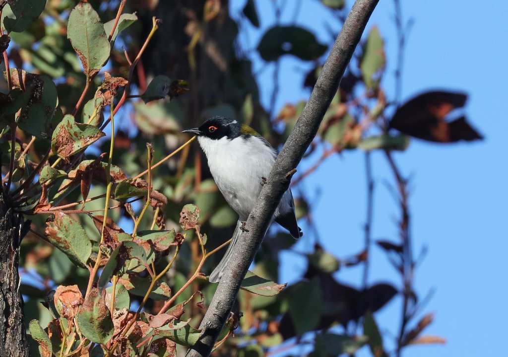 White-naped Honeyeater