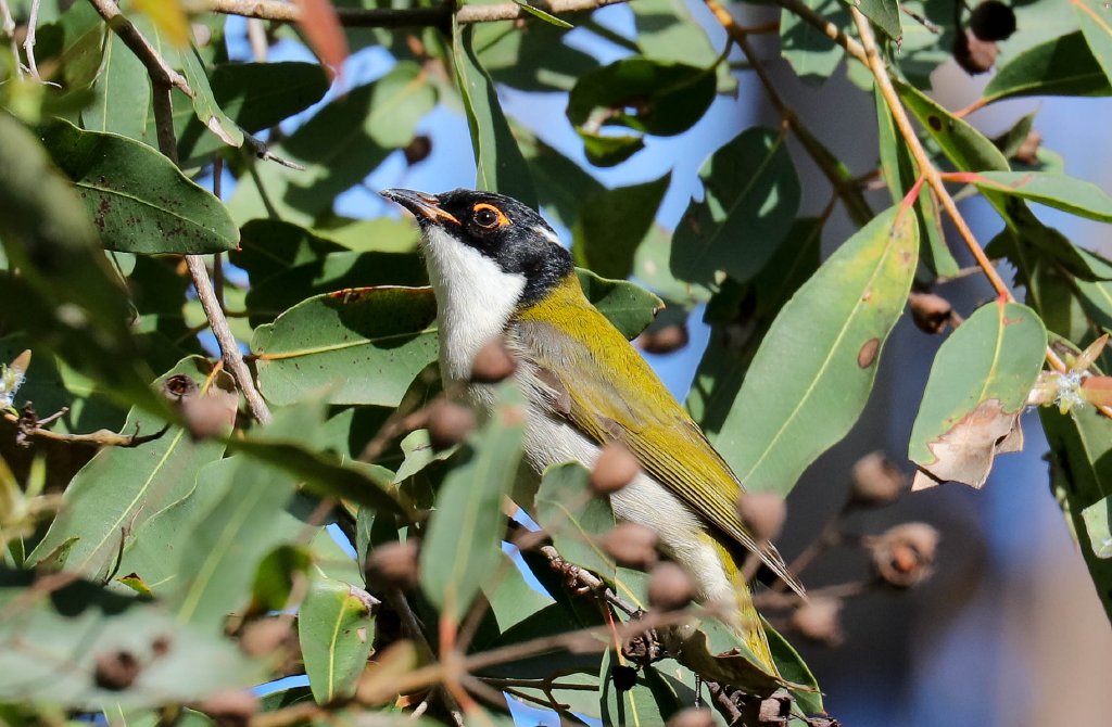 White-naped Honeyeater