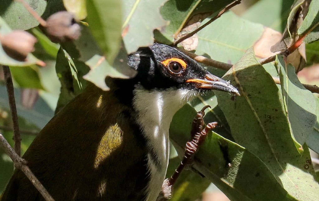 White-naped Honeyeater