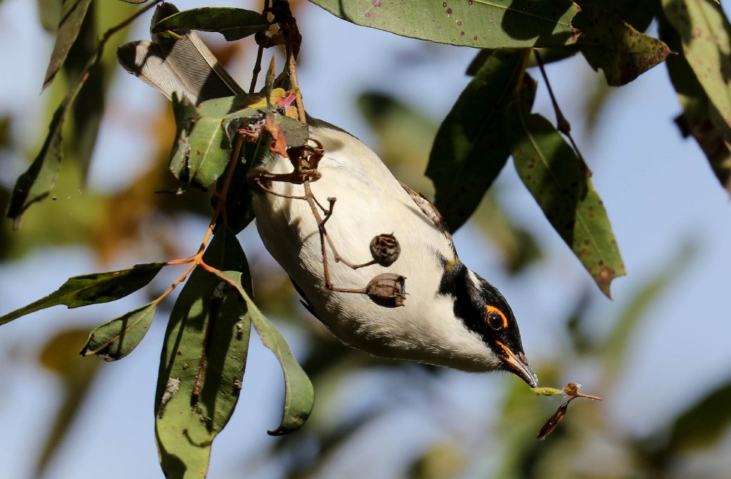 White-naped Honeyeater