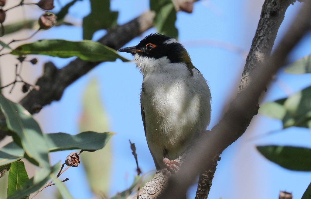 White-naped Honeyeater