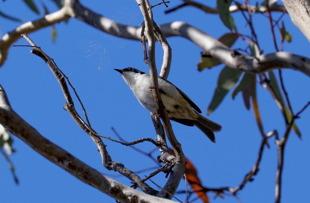 White-naped Honeyeater