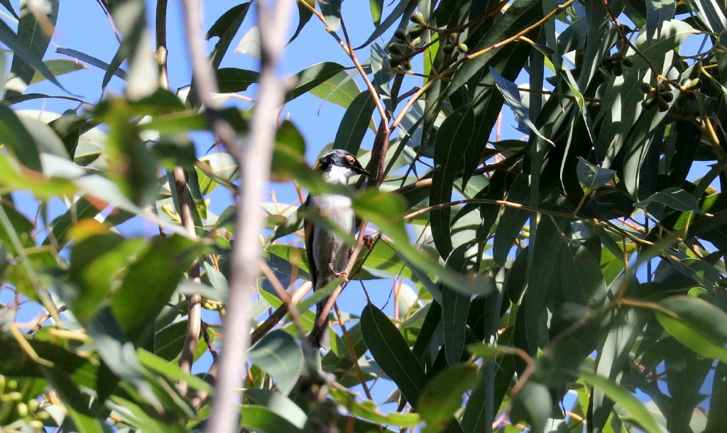 White-naped Honeyeater