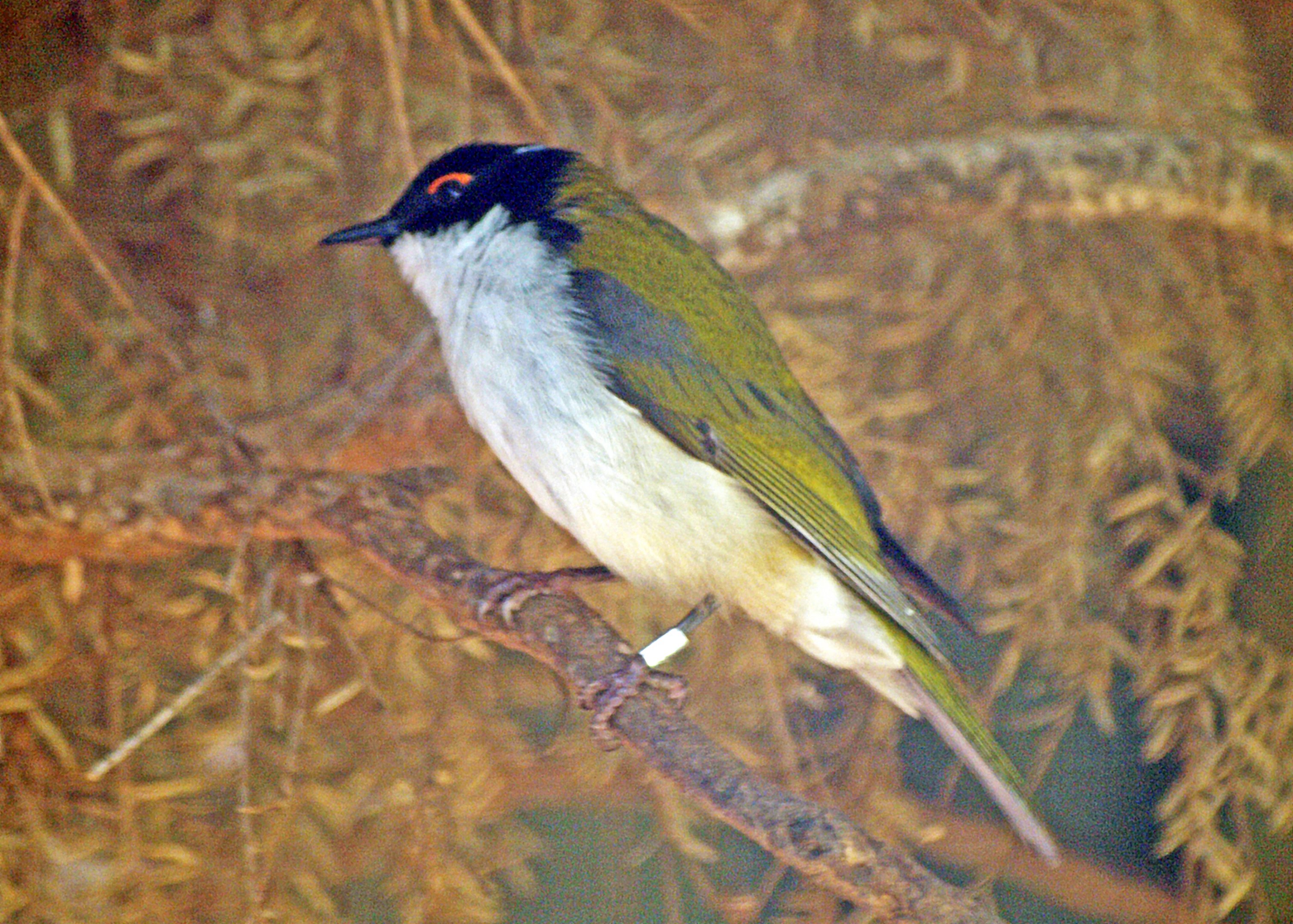 White-naped honeyeater