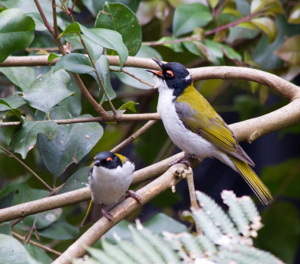 White-naped Honeyeaters - wild