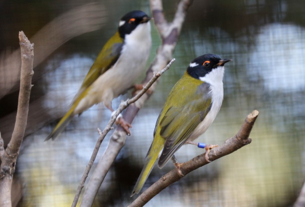 White-naped Honeyeaters