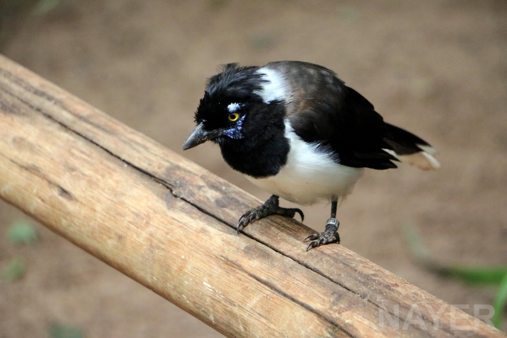 White-naped jay, 2016