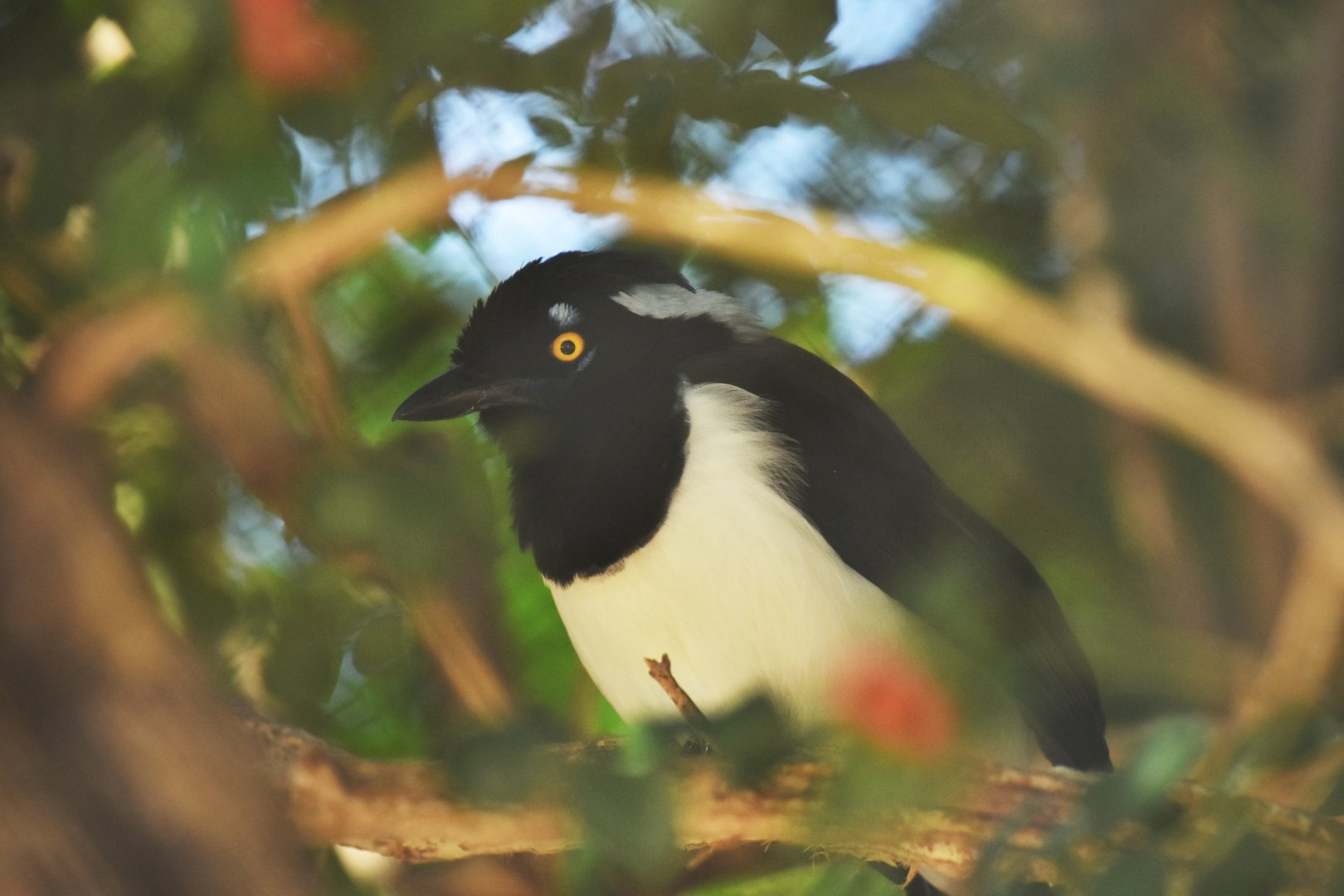 White-naped Jay (Cyanocorax cyanopogon)