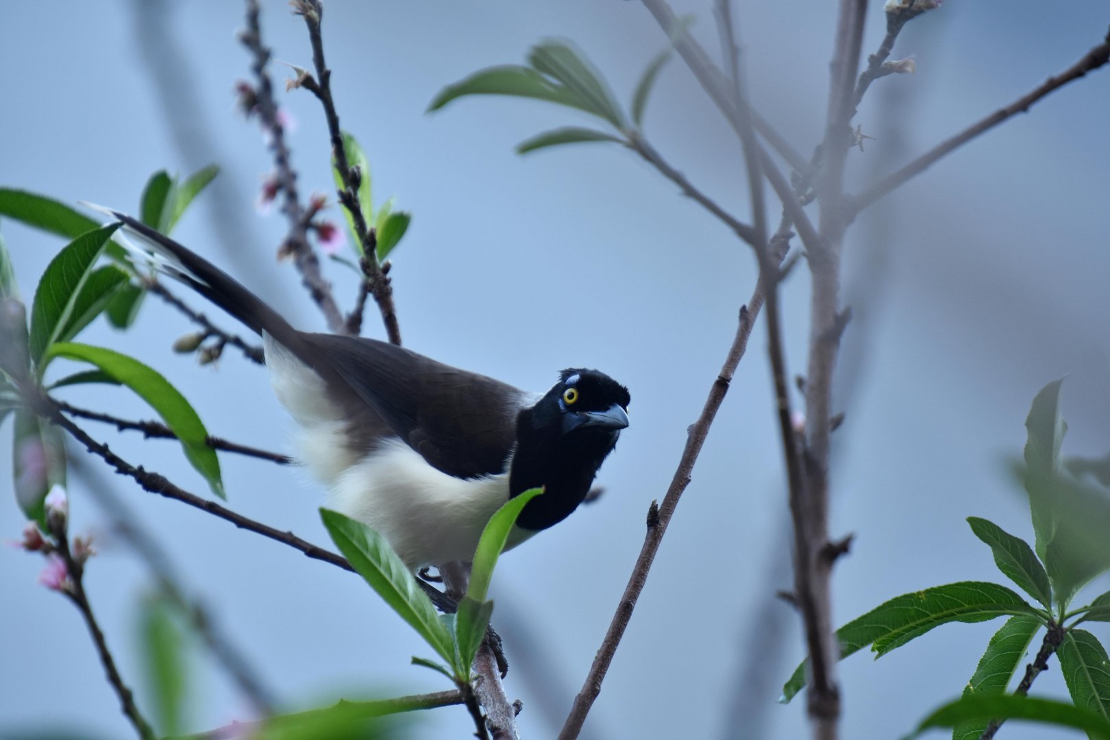 White-naped Jay (Cyanocorax cyanopogon)