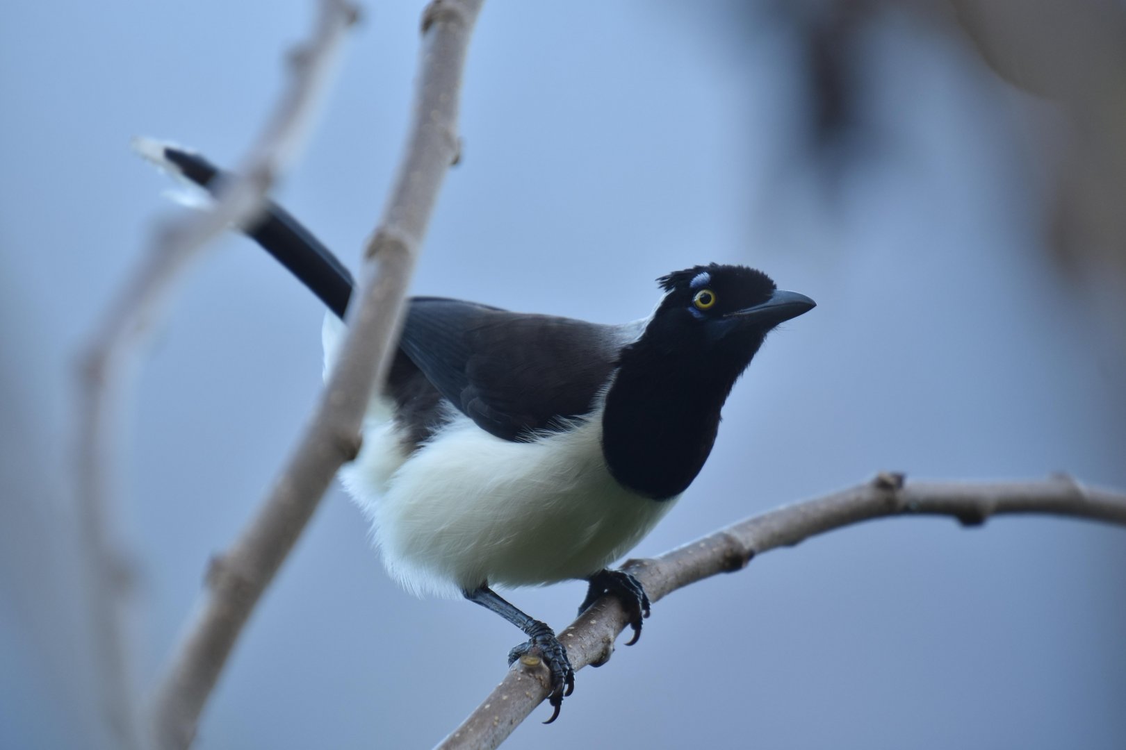 White-naped Jay (Cyanocorax cyanopogon)