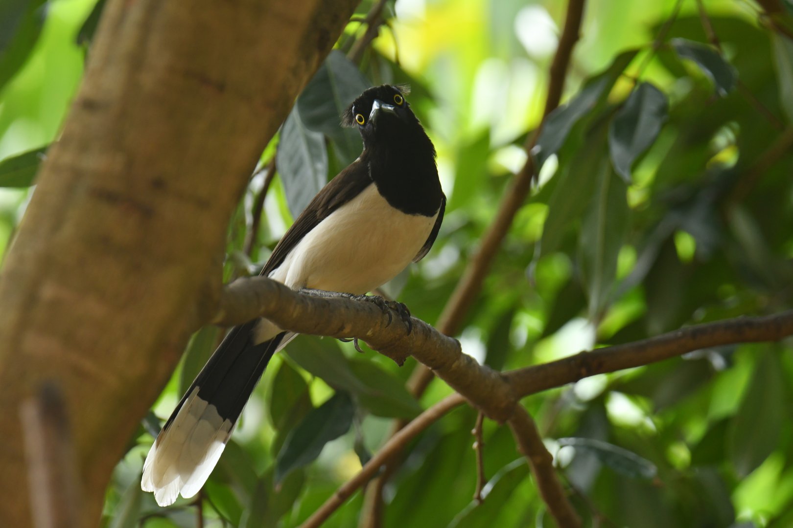 White-naped Jay (Cyanocorax cyanopogon)