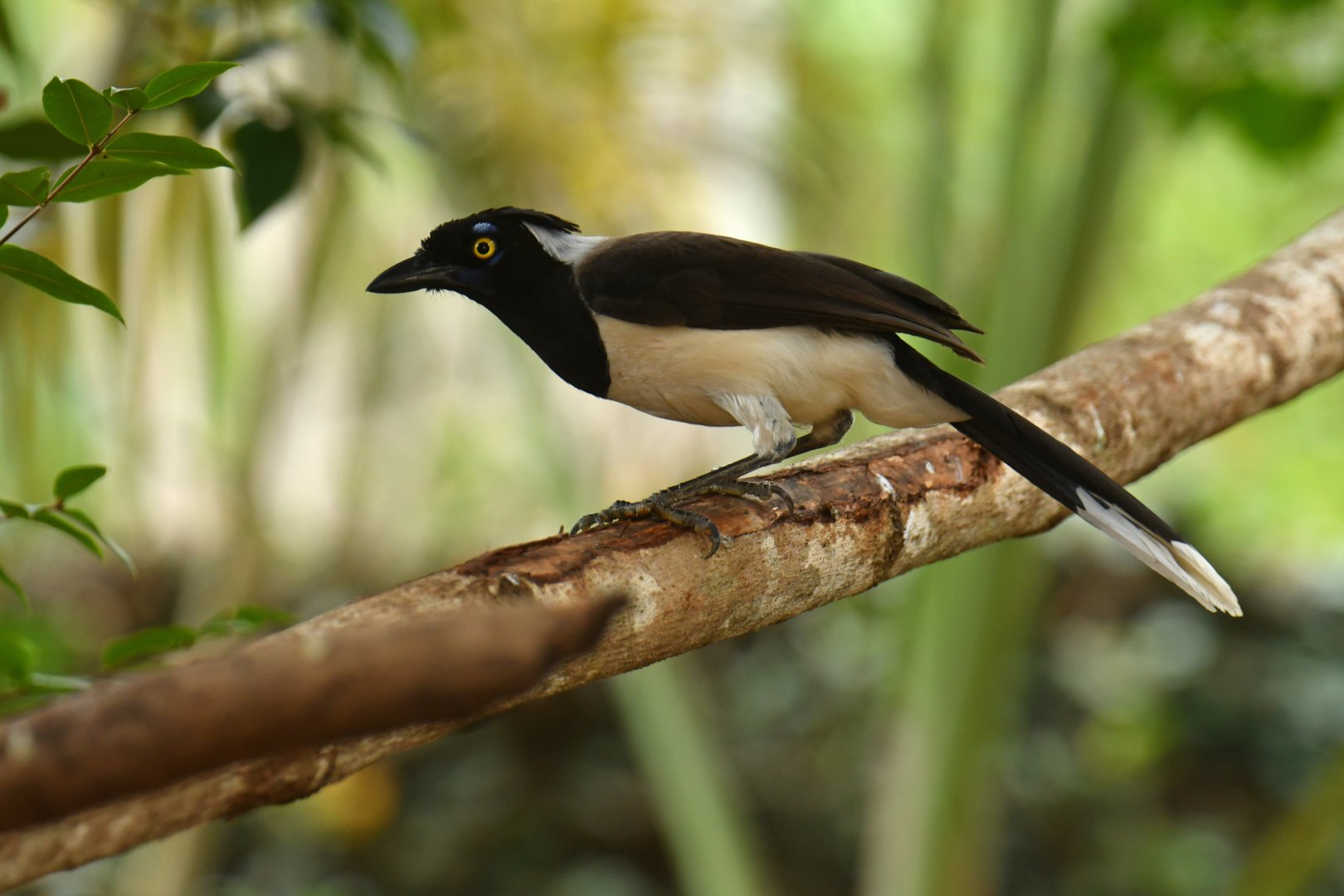 White-naped Jay (Cyanocorax cyanopogon)