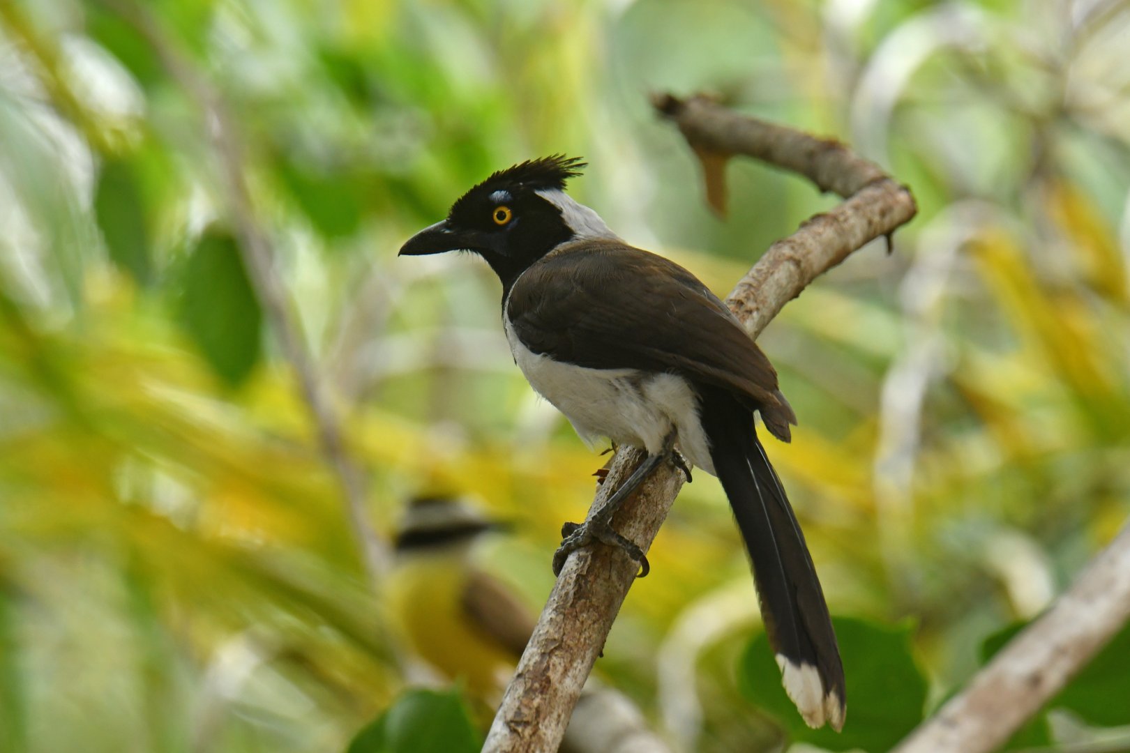 White-naped Jay (Cyanocorax cyanopogon)