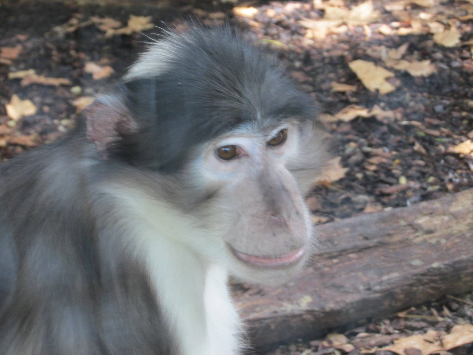 white naped managebey barcelona zoo