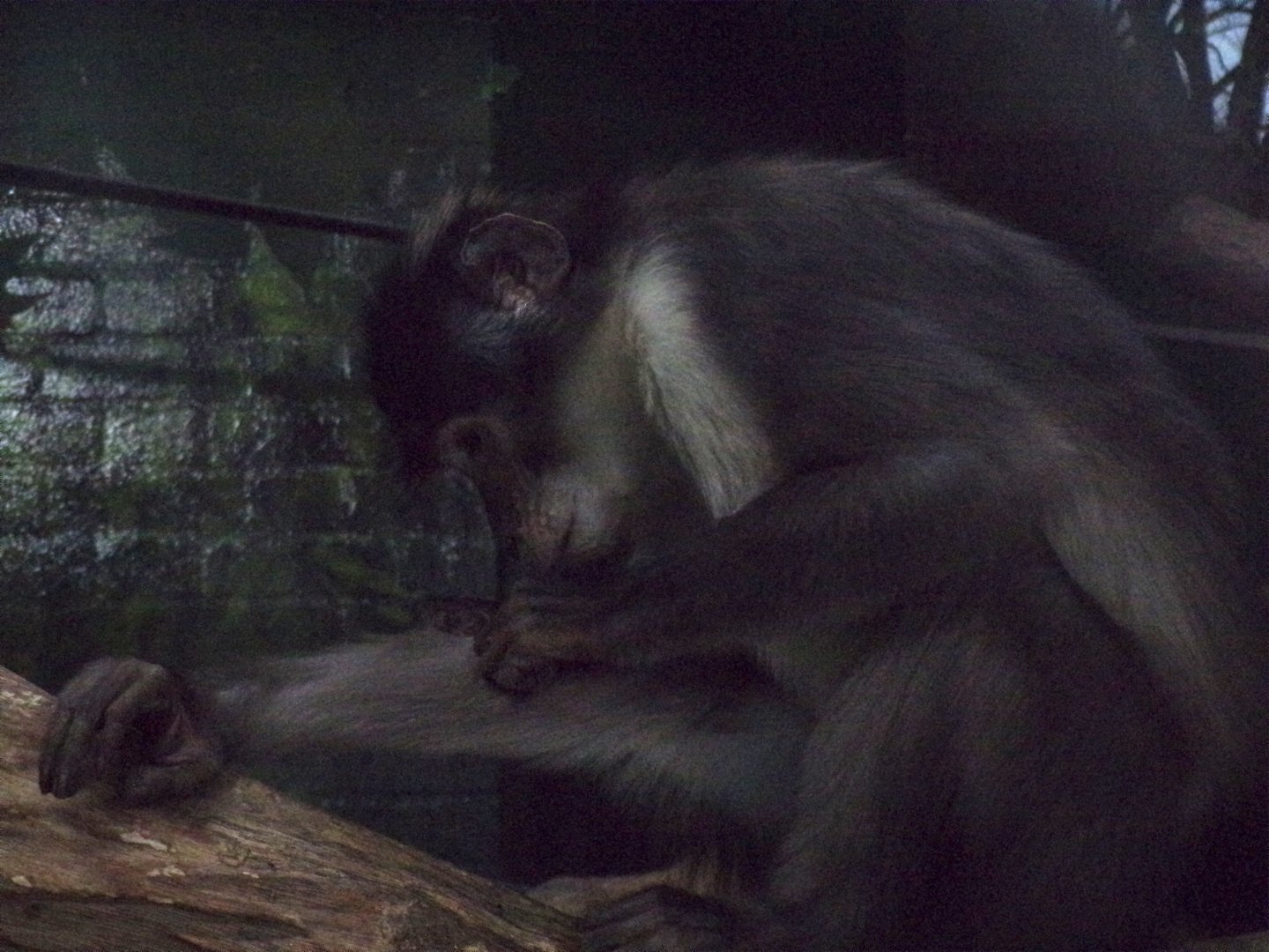 White-naped mangabey 11.2.25
