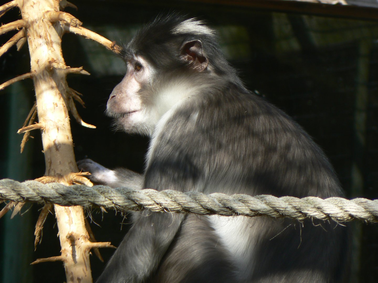 White-naped Mangabey - 23 March 2017