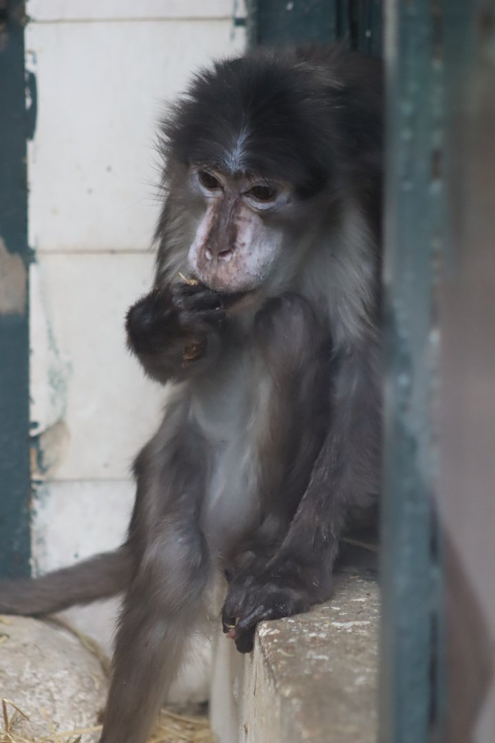 White-naped Mangabey - 6th July 2024