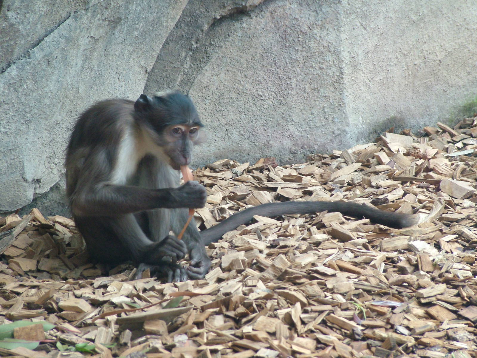 White-naped Mangabey at Bioparc Valencia, 28/05/11