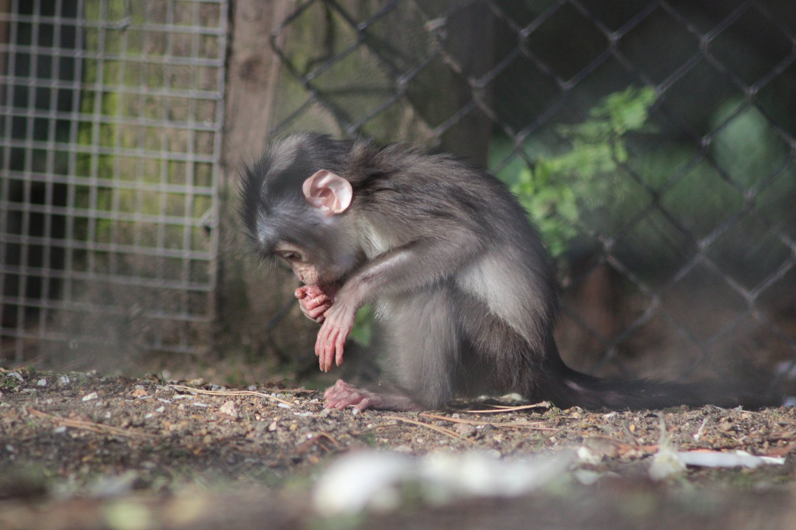 White Naped Mangabey Baby