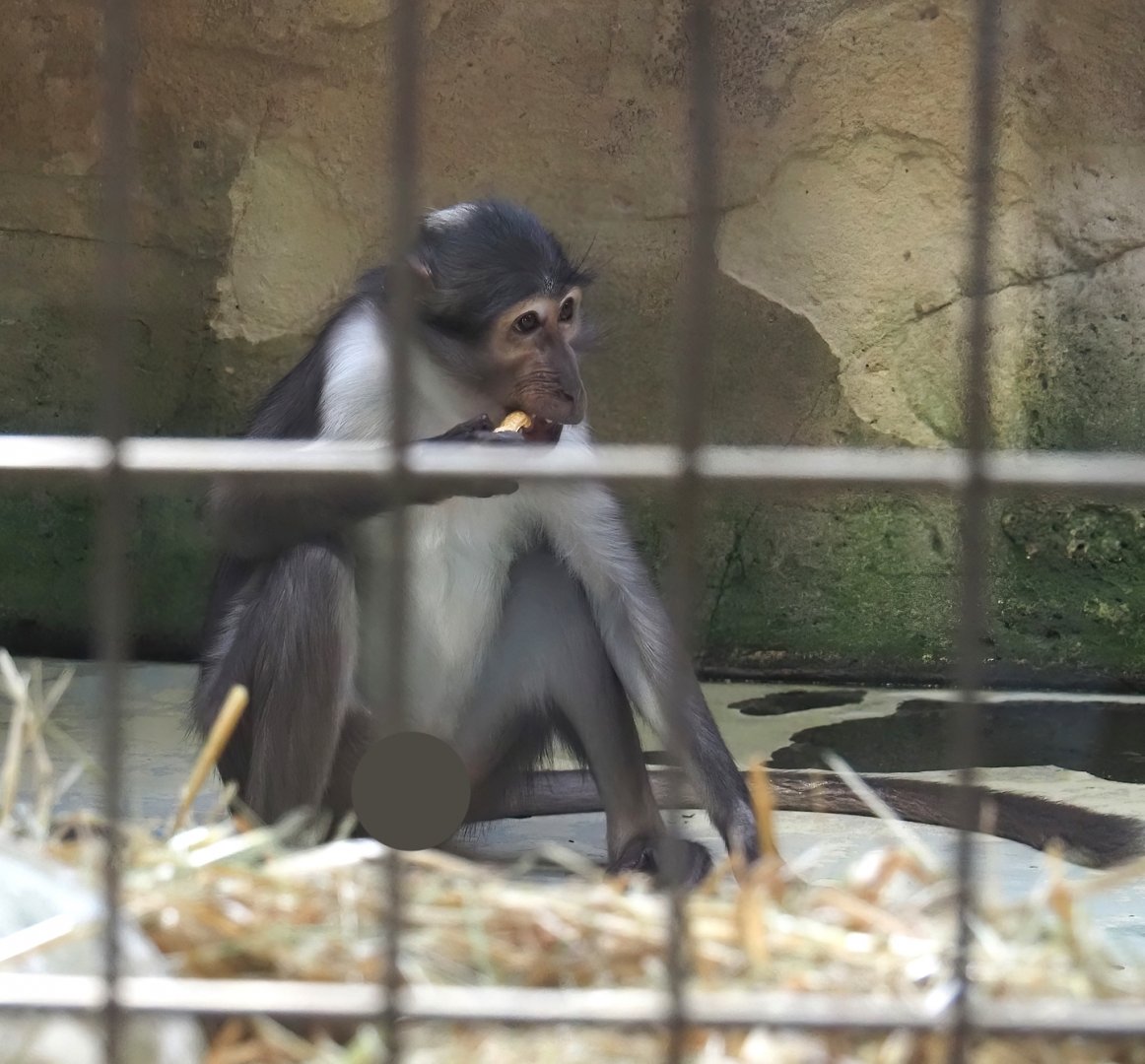 White-naped mangabey (Cercocebus atys lunulatus), 2024-06-08