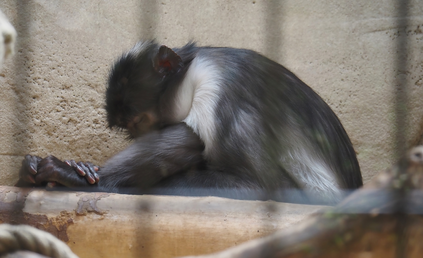 White-naped mangabey (Cercocebus atys lunulatus), 2024-06-08