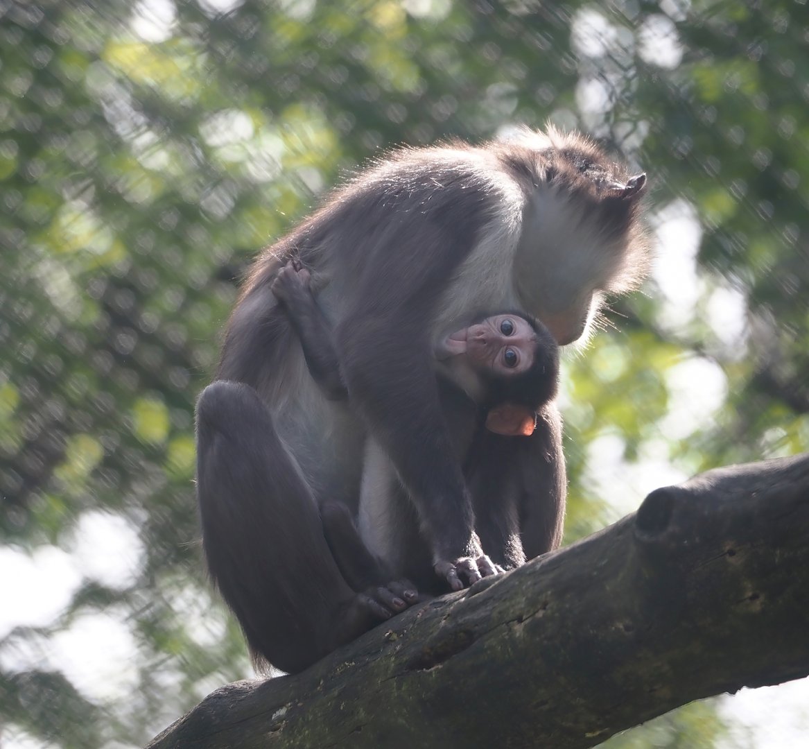 White-naped mangabey (Cercocebus atys lunulatus), 2024-06-30