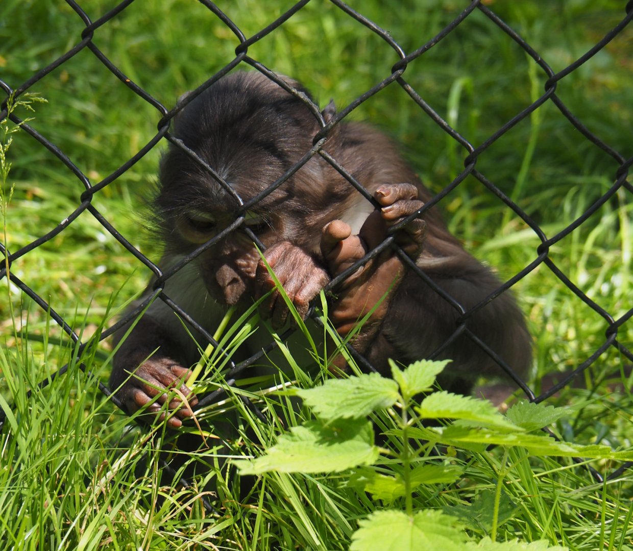 White-naped mangabey (Cercocebus atys lunulatus), 2024-06-30