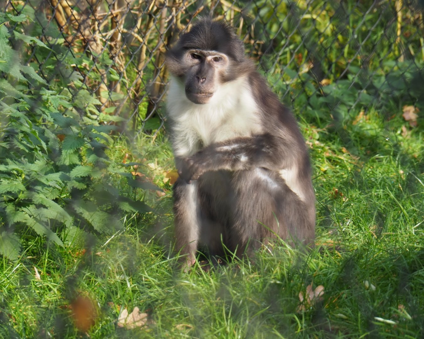 White-naped mangabey (Cercocebus atys lunulatus), Nov 10th, 2018