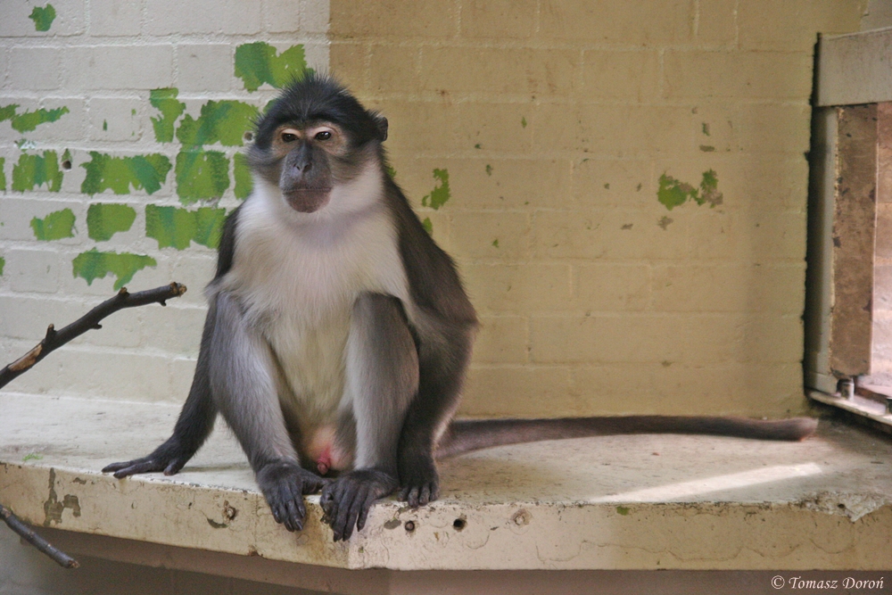 White-naped Mangabey (Cercocebus atys lunulatus)