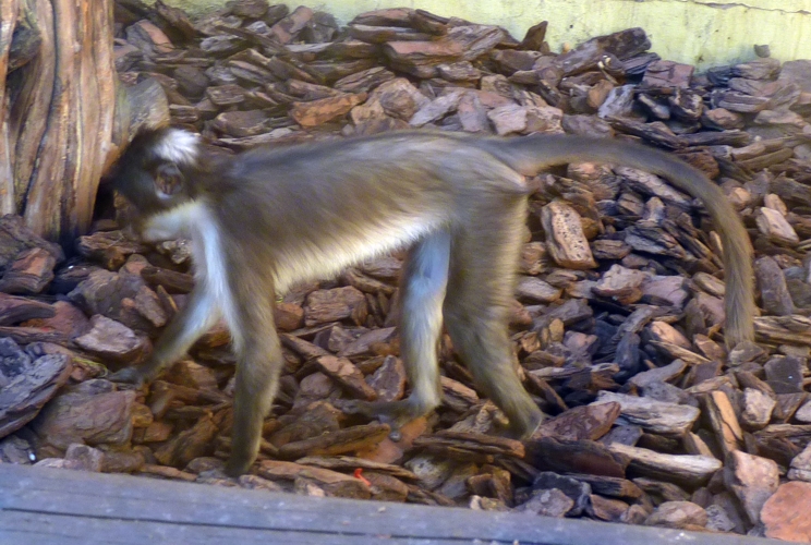 White-naped mangabey (Cercocebus atys lunulatus)