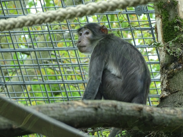 White-naped mangabey (Cercocebus atys lunulatus)