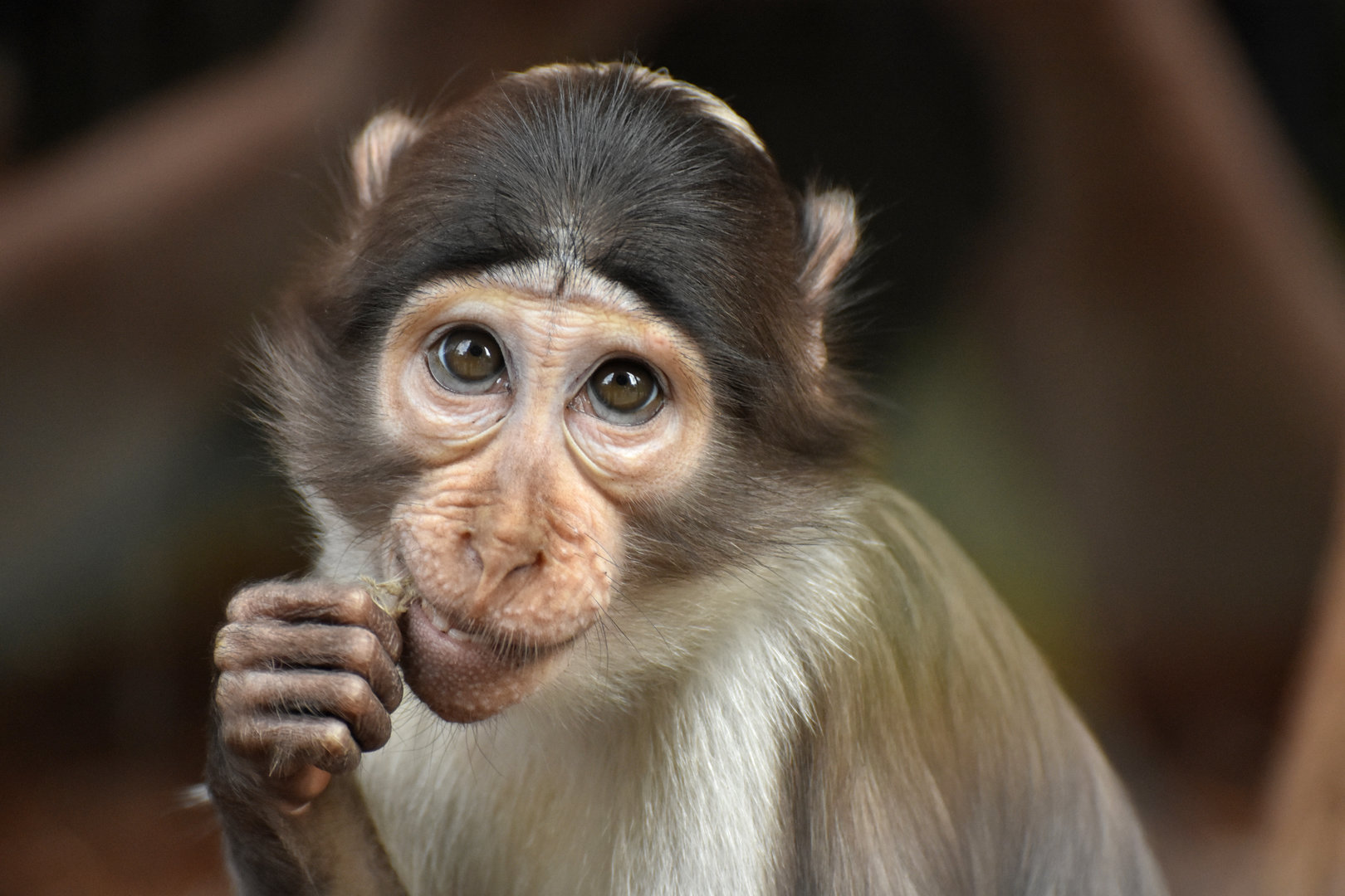 White-naped Mangabey (Cercocebus lunulatus)