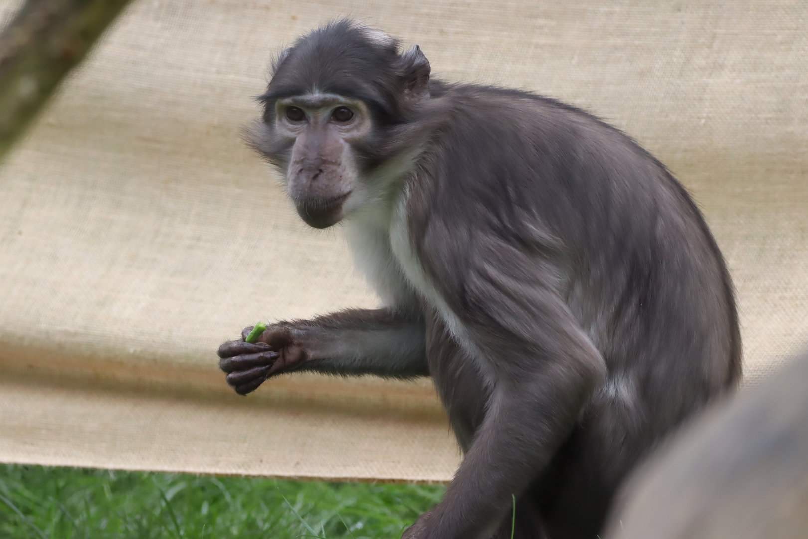 White-naped Mangabey (Cercocebus lunulatus)