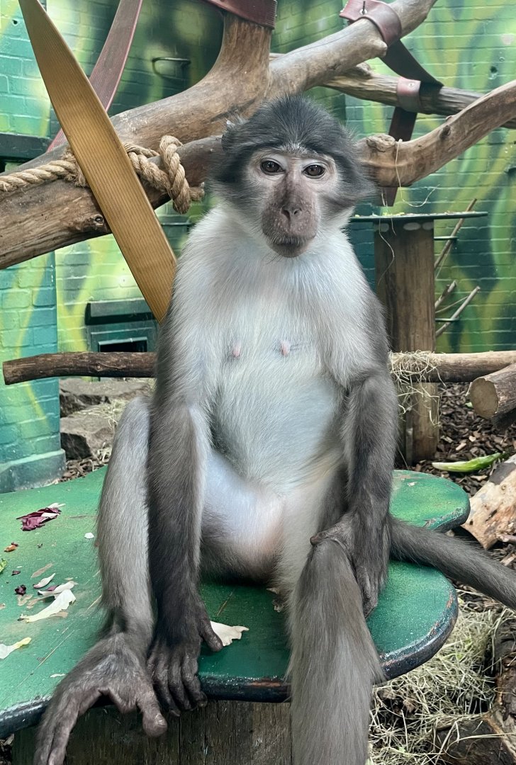 White-naped Mangabey, Cercocebus lunulatus