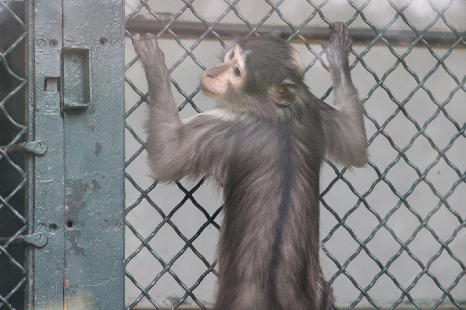 White-Naped Mangabey (Cercocebus lunulatus)