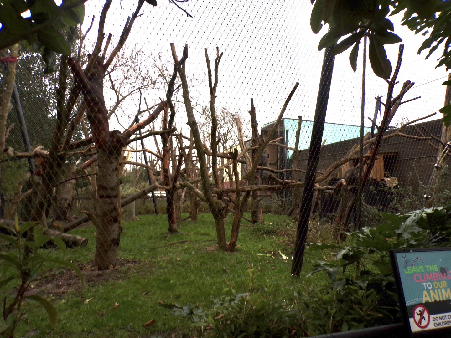 White-naped mangabey enclosure 11.2.25