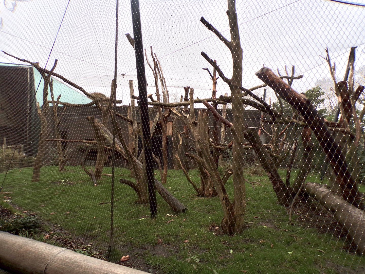White-naped mangabey enclosure 11.2.25