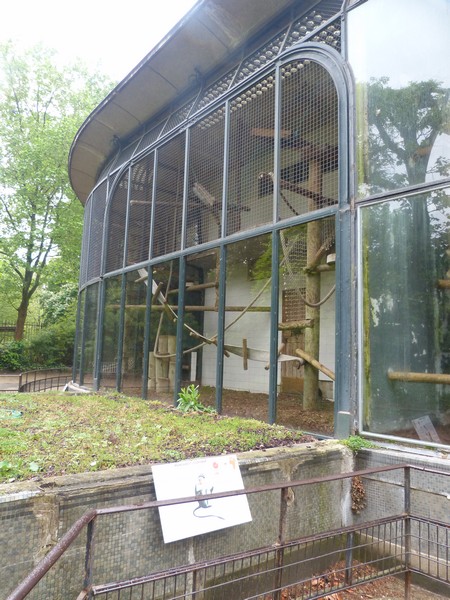 White-naped mangabey enclosure