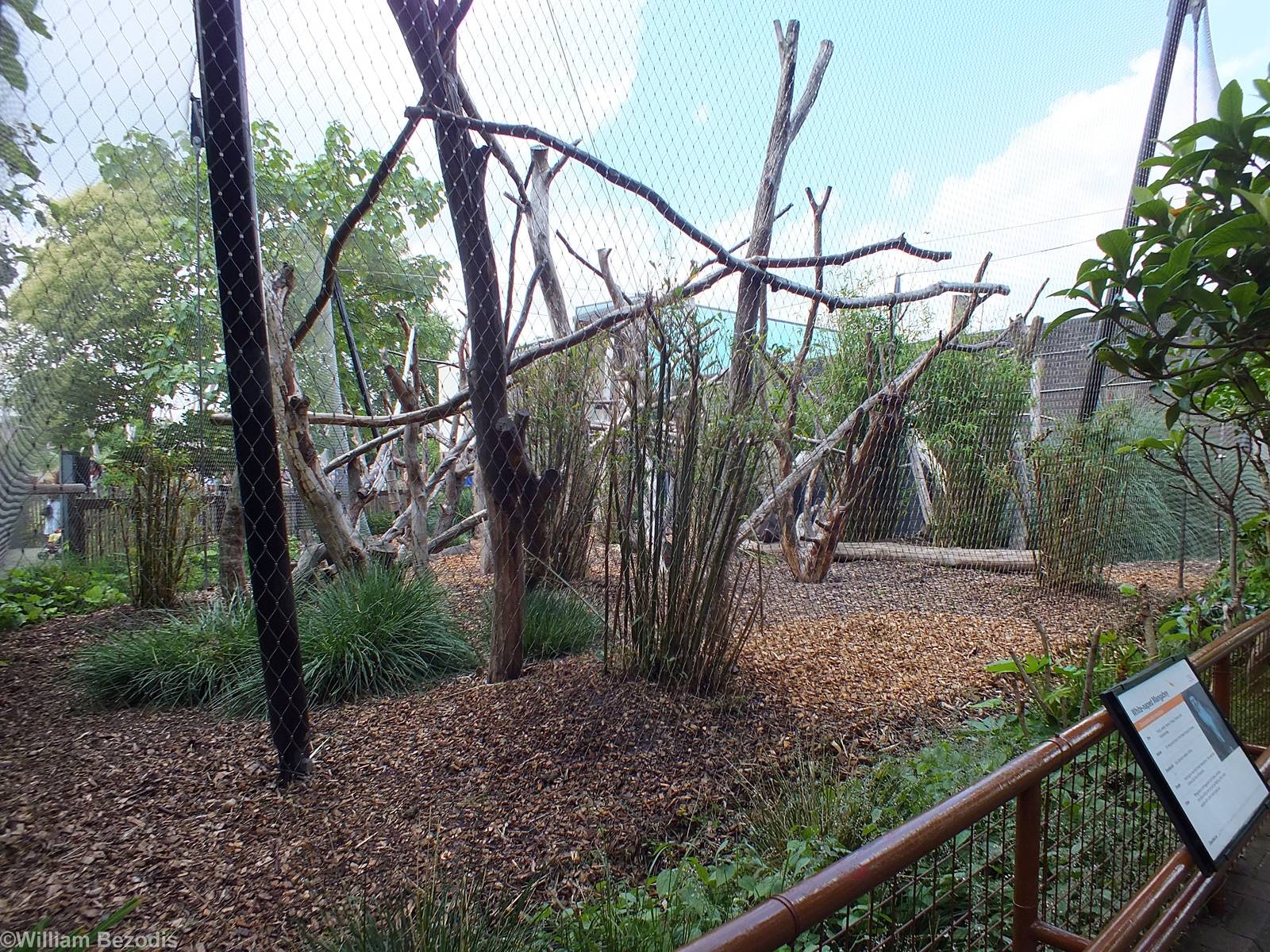 White-naped Mangabey Enclosure