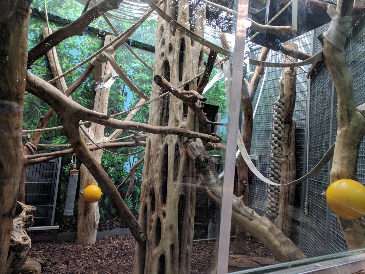 White Naped Mangabey Enclosure